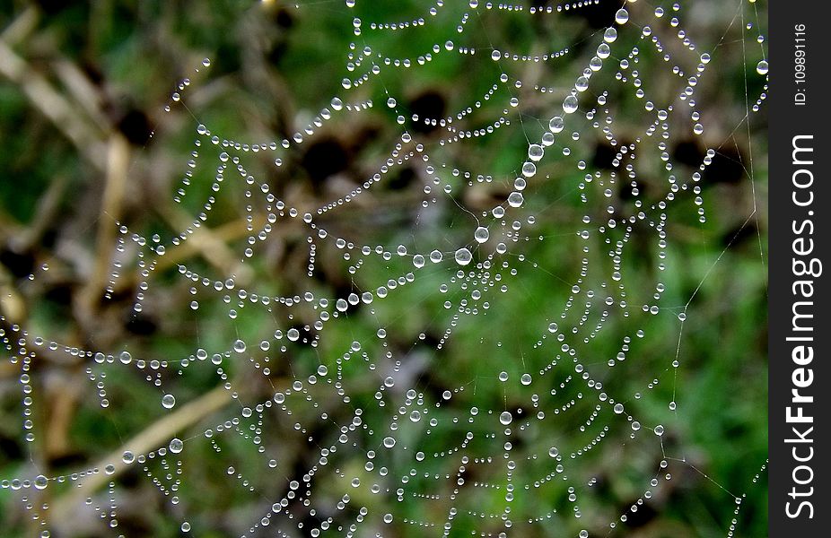 Close-up, Cobweb, Dew