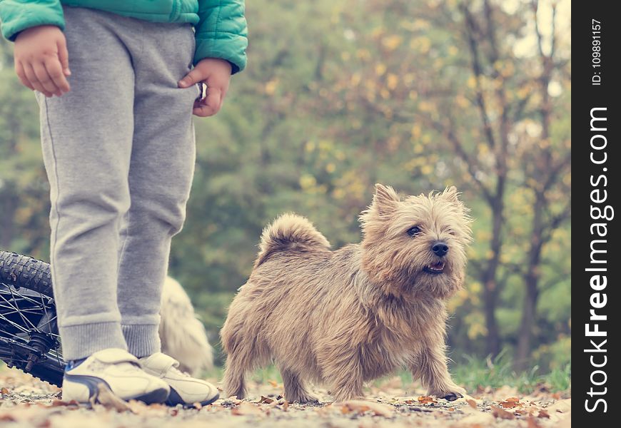 Animal, Autumn, Boy