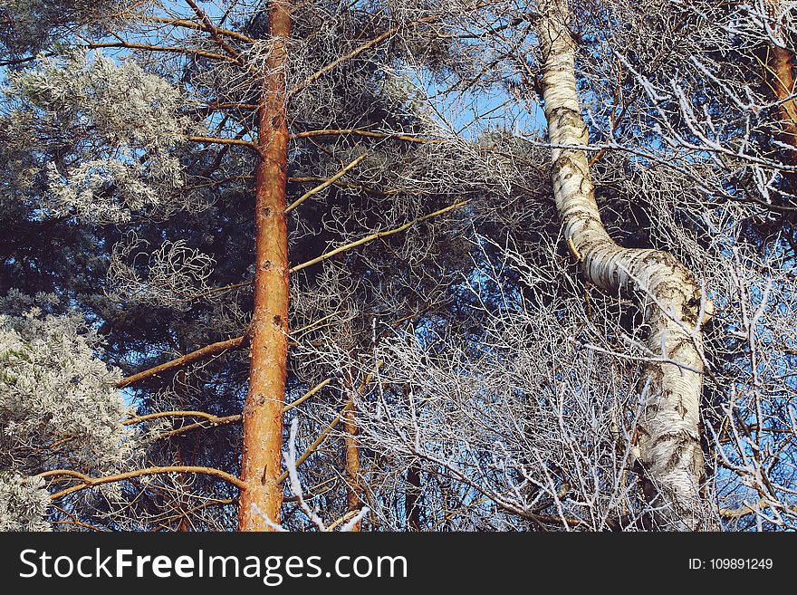 Branches, Landscape, Outdoors