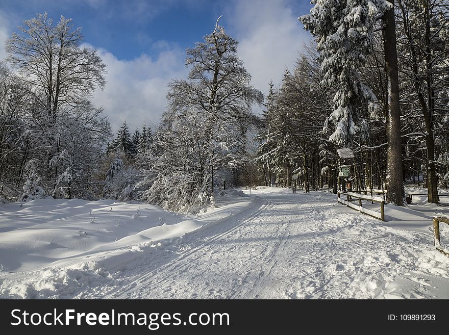 Cold, Fog, Forest