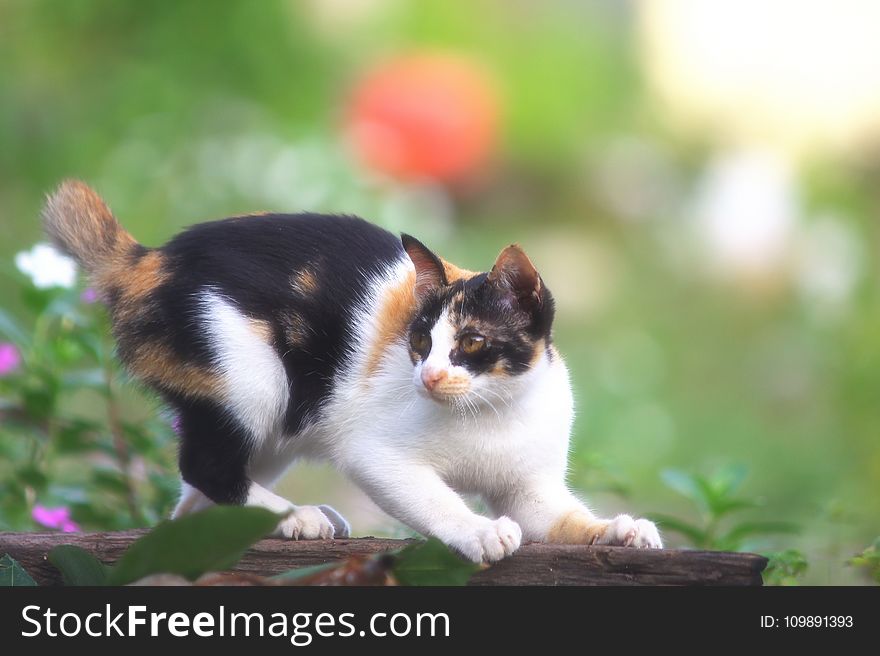 Animal, Blur, Cat