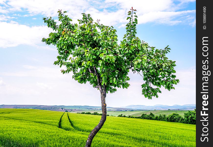 Agriculture, Clouds, Country