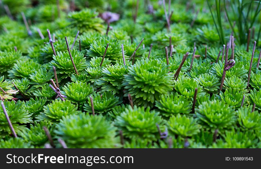 Botanical, Close-up, Environment