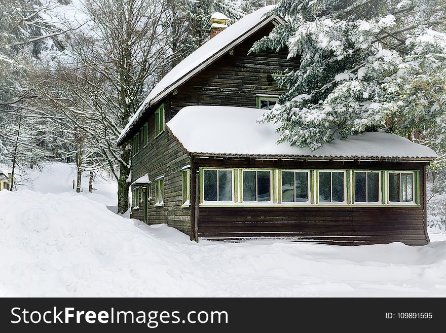Bungalow, Cold, Forest