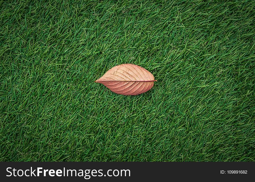 Autumn, Dried, Leaf