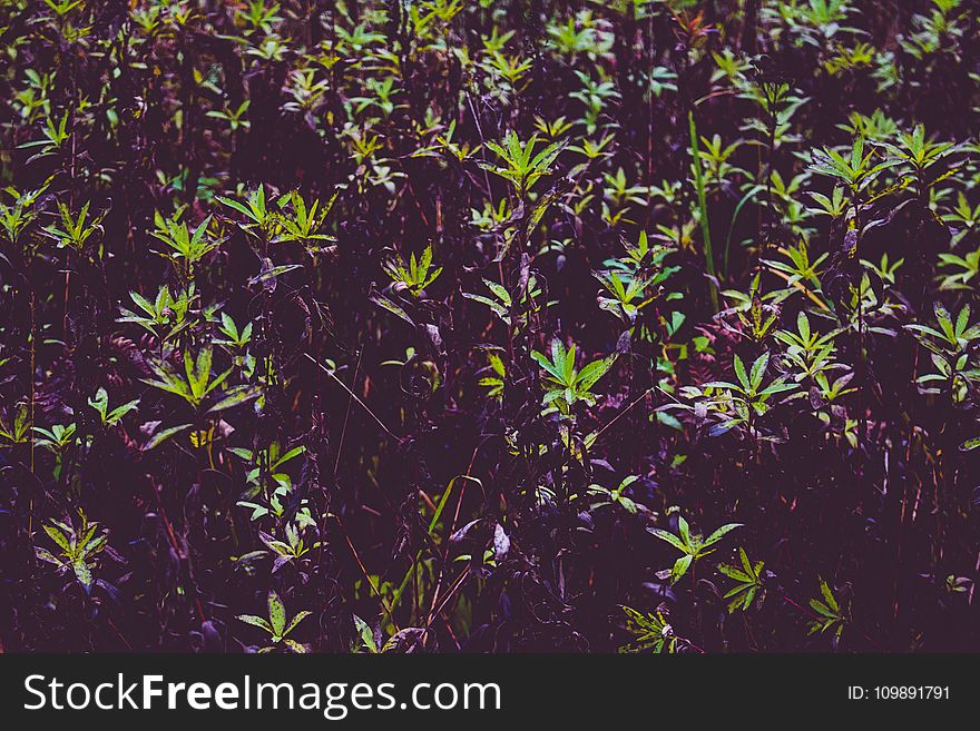 Close-up, Growth, Herb