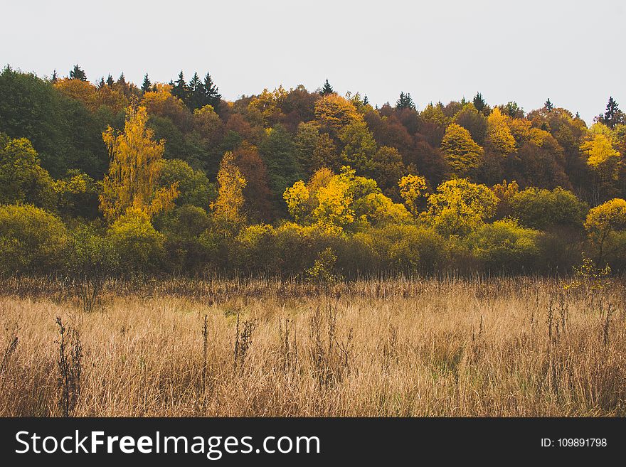 Autumn, Colours, Forest