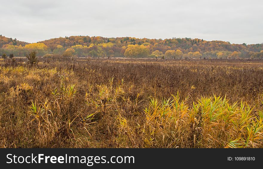 Country, Countryside, Cropland