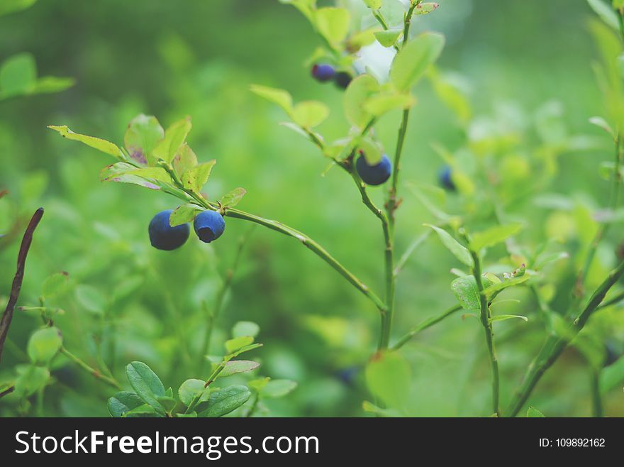 Antioxidant, Berry, Blueberry