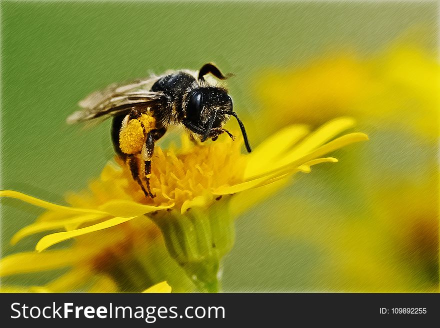 Close-up of Bee on Yellow Flower