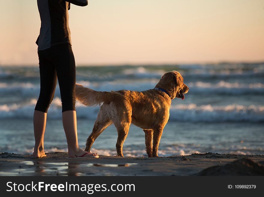 Animal, Beach, Clouds