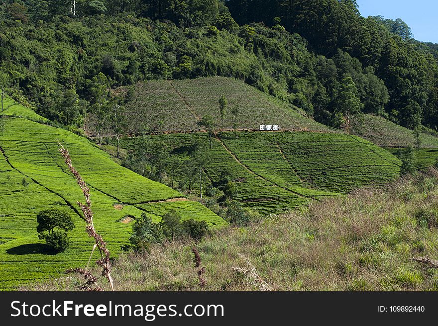 Agriculture, Countryside, Crop