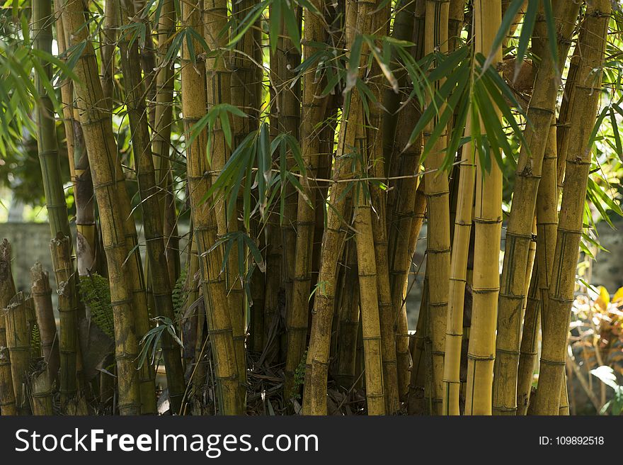 Bamboo, Trees, Blur