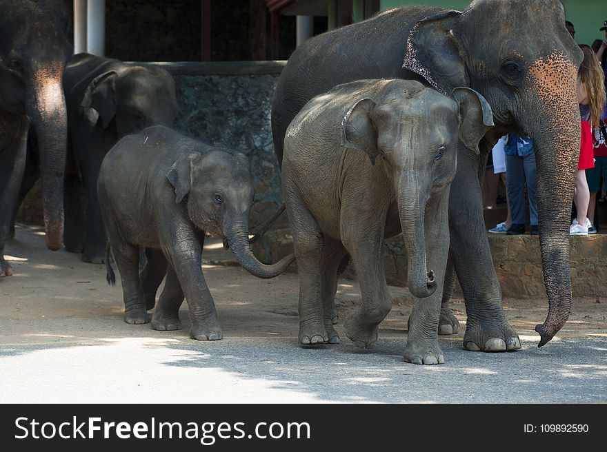 Animal, Elephant, Elephants