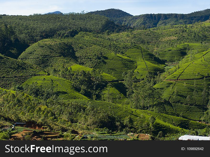 Agriculture, Countryside, Crop