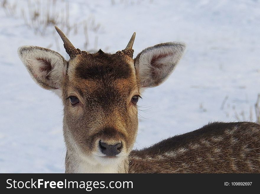 Portrait of Deer on Snow