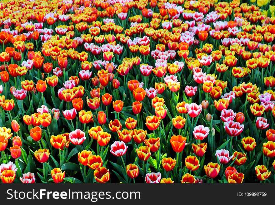 Close-up Of Tulips