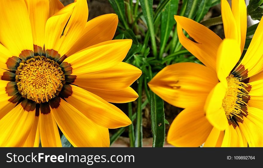 Beautiful, Flowers, Bloom