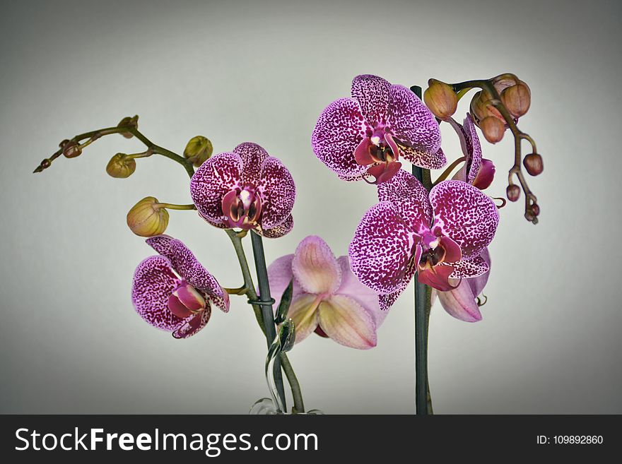 Close-up of Purple Orchid Flowers