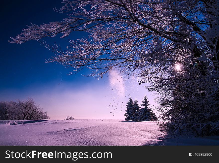 Trees Against Sky during Winter