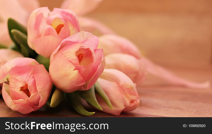 Close-up Of Pink Flowers