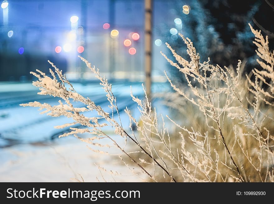 Close-up of Frozen Plants at Night