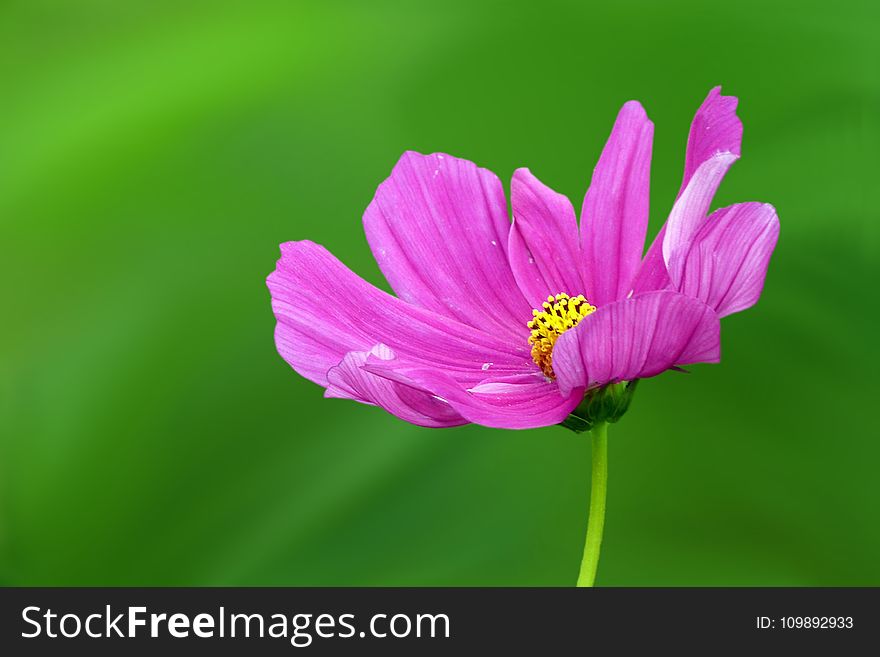 Close-up Of Pink Flower