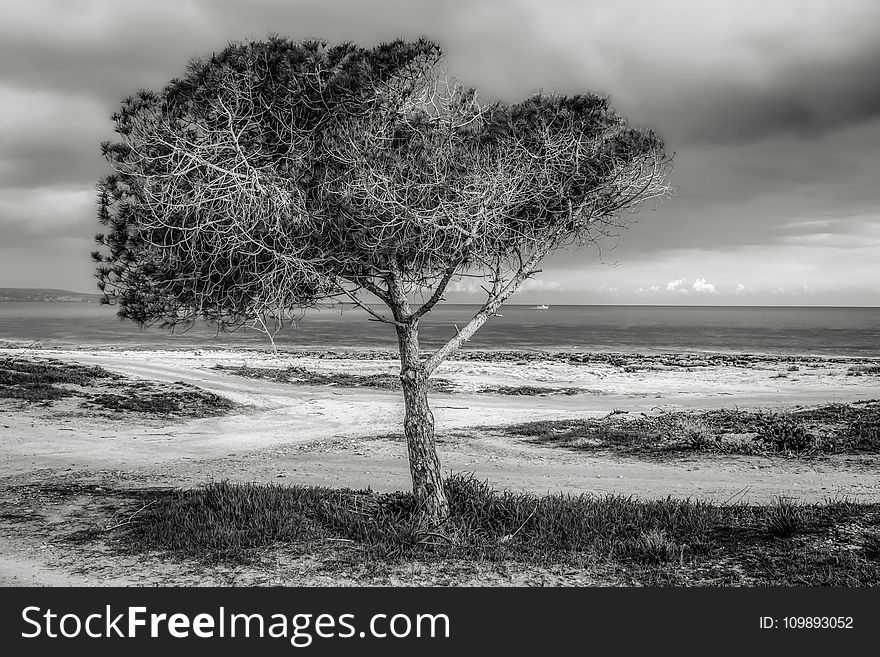 Tree on Beach Against Sky