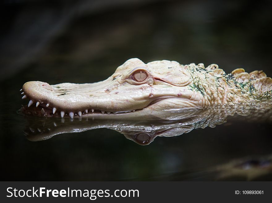 Close Up of Alligator Head