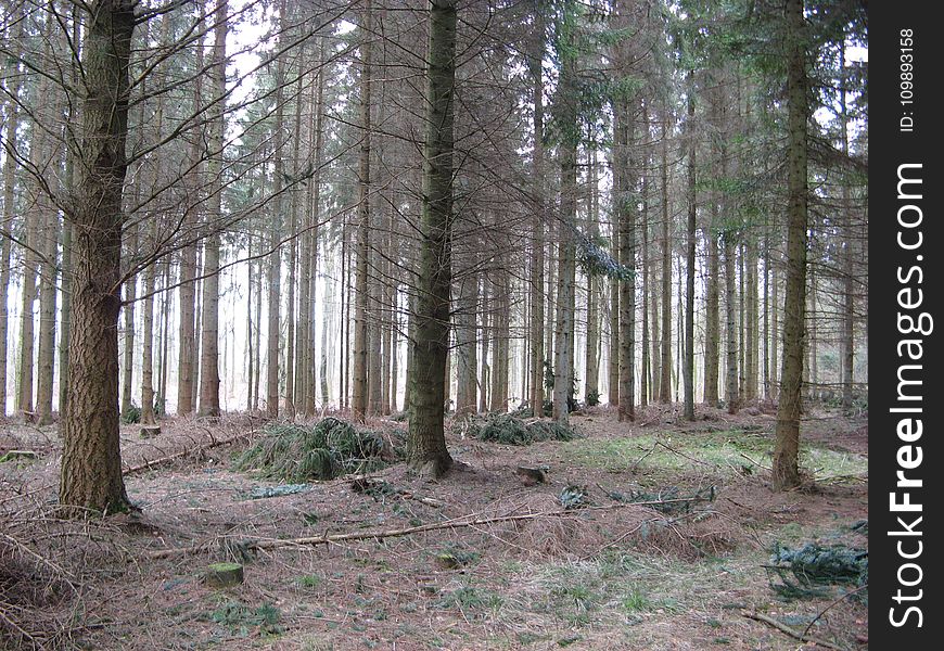 Conifers, Environment, Fir