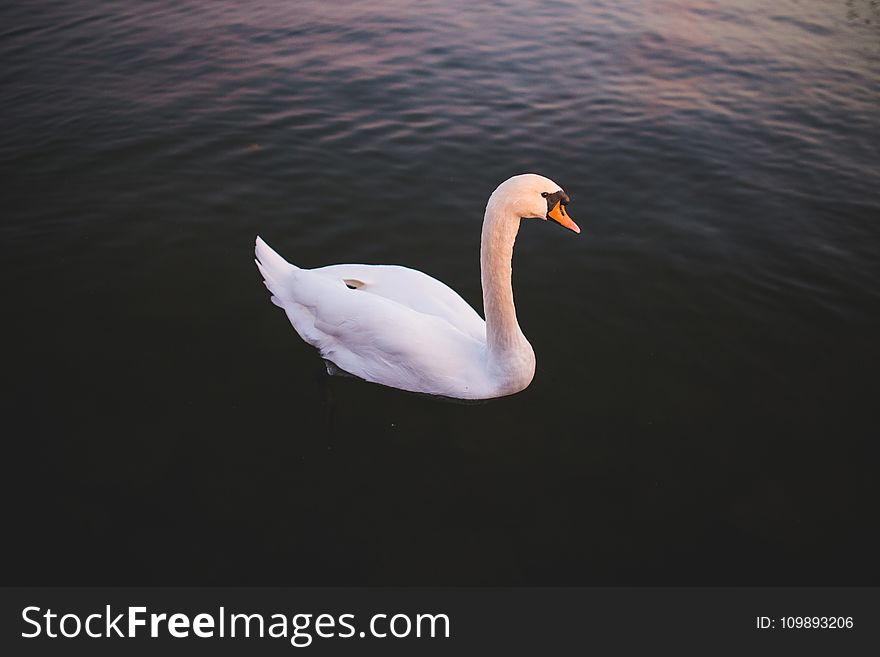 Animal, Bird, Lake