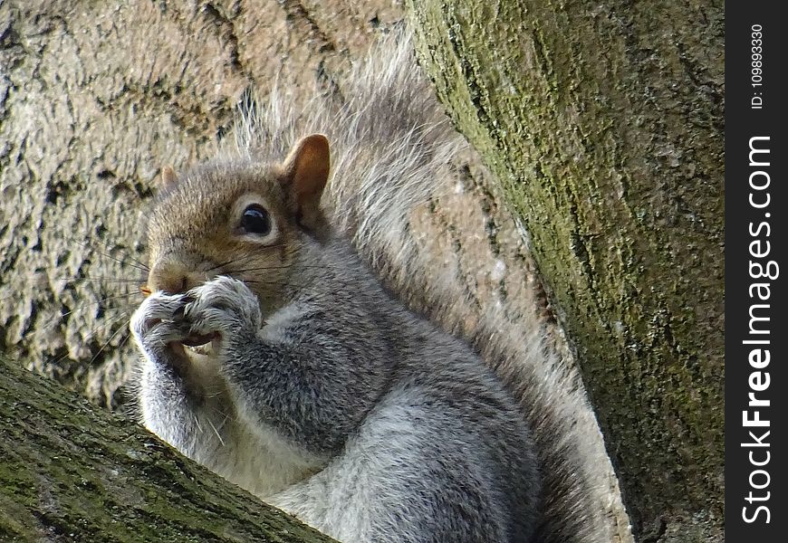 Animal, Cute, Daylight