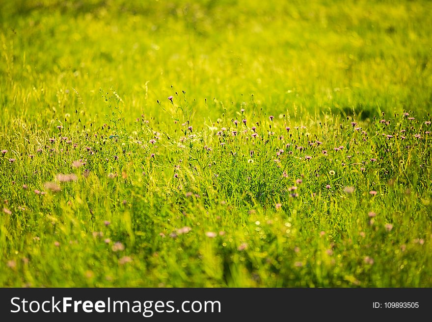 Green Grass Image