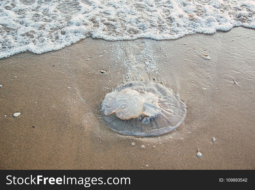 Animal, Bay, Beach