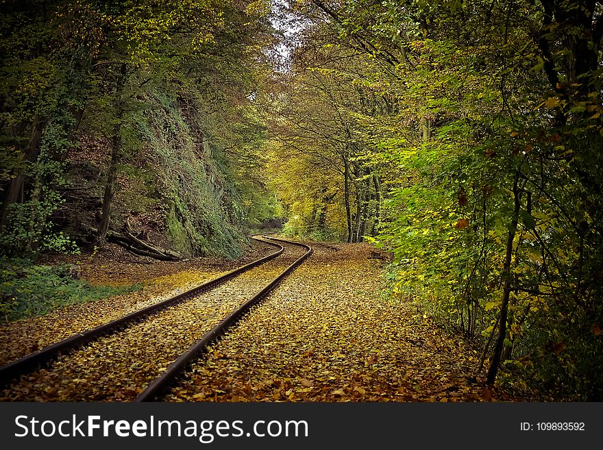 Autumn, Colours, Bright