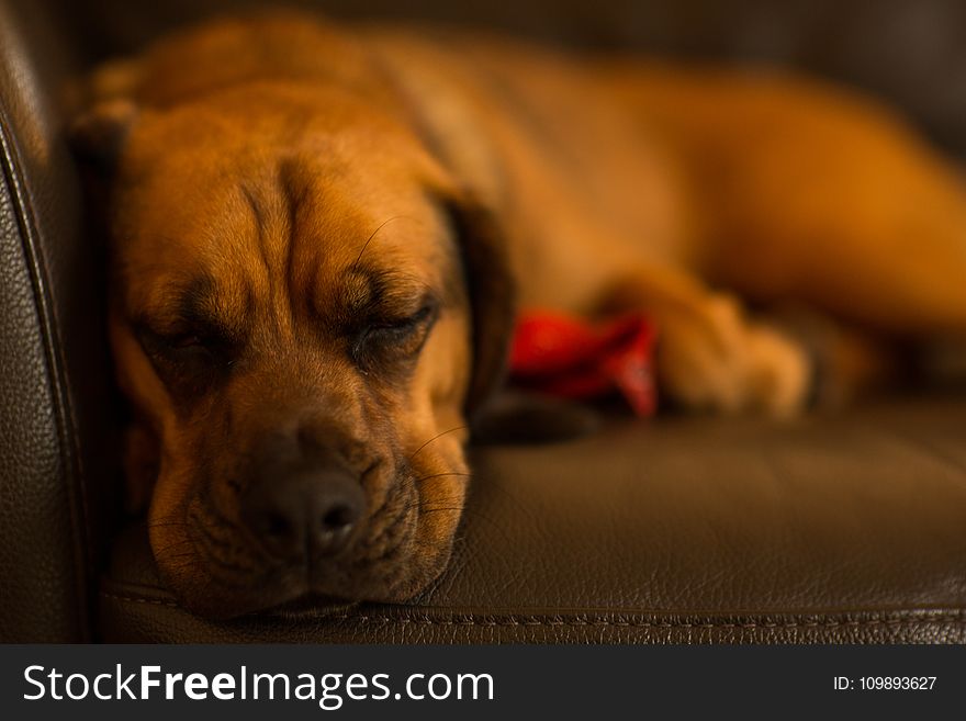 Selective Focus of Tan Dog Lying on Sofa