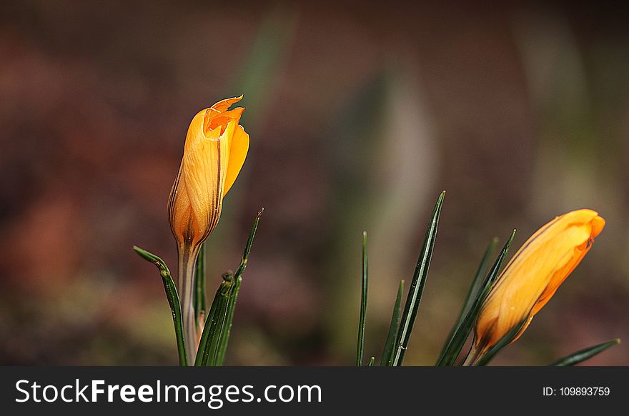 Beautiful, Bloom, Blooming