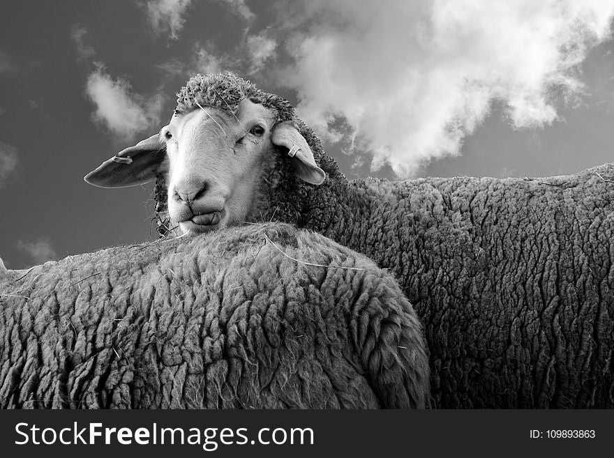 Agriculture, Animal, Black-and-white