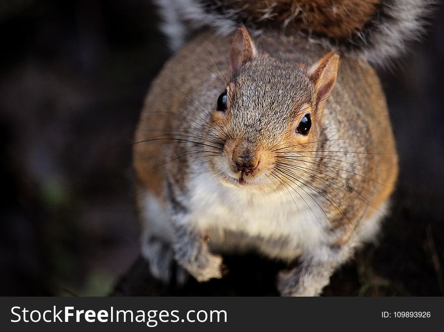 Adorable, Animal, Brown