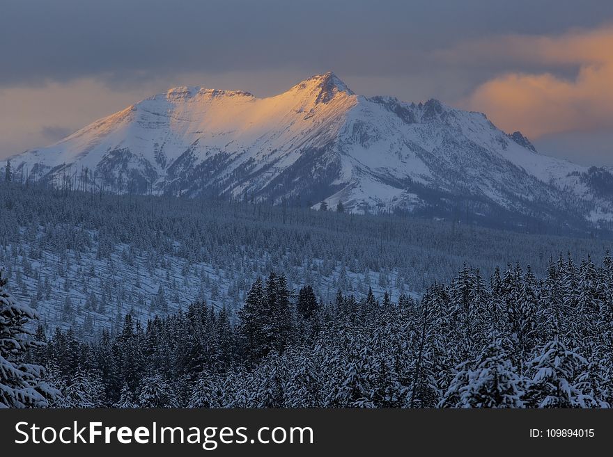 Alpine, Cold, Conifer