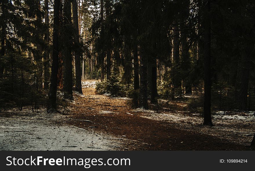 Landscape Photography of Forest Trees