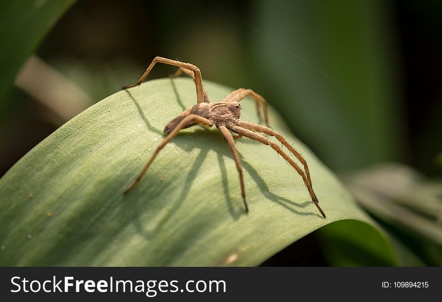 Animal, Arachnid, Biology