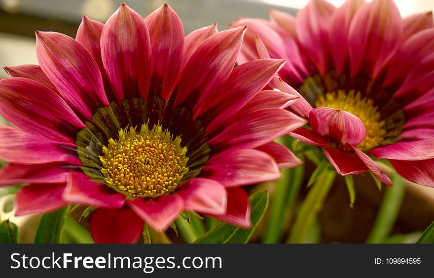 Beautiful, Flowers, Bloom