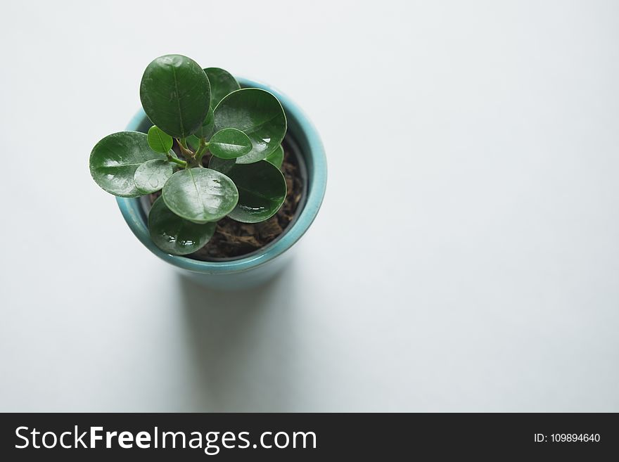 Close-up, Leaves, Plant