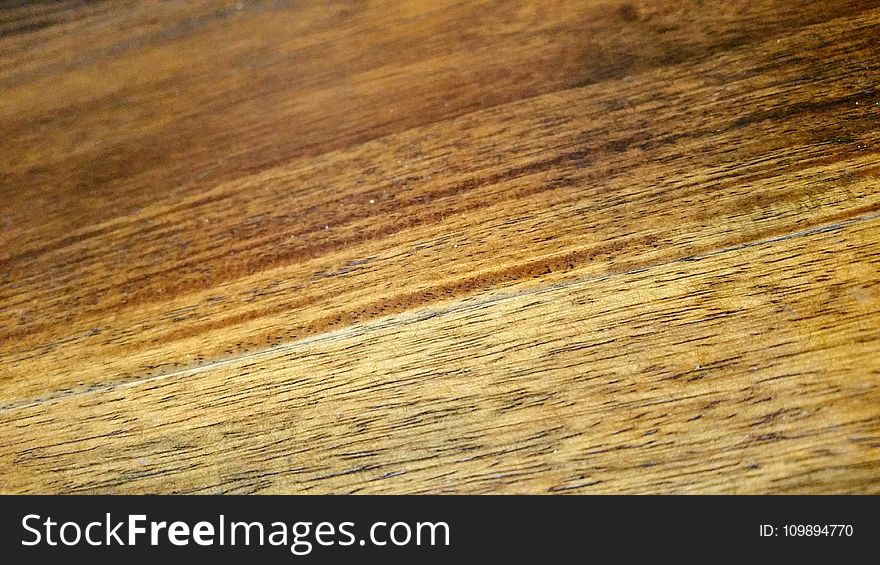 Close-up, Hardwood, Macro