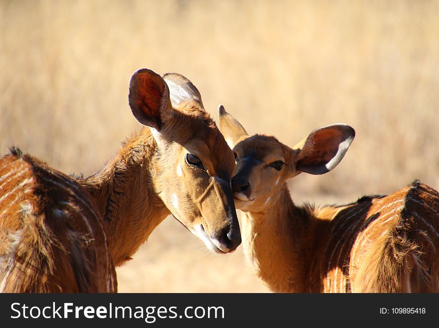 Animals, Cute, Daylight