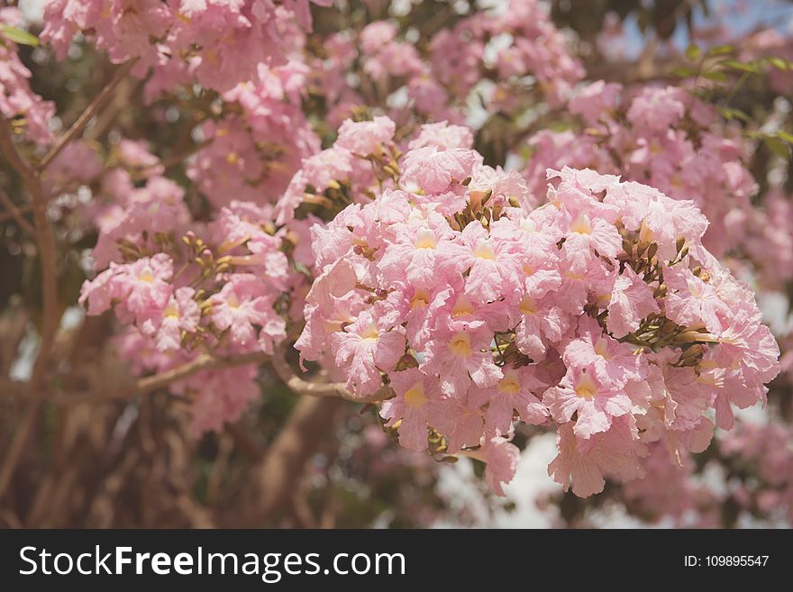 Beautiful, Bloom, Blooming