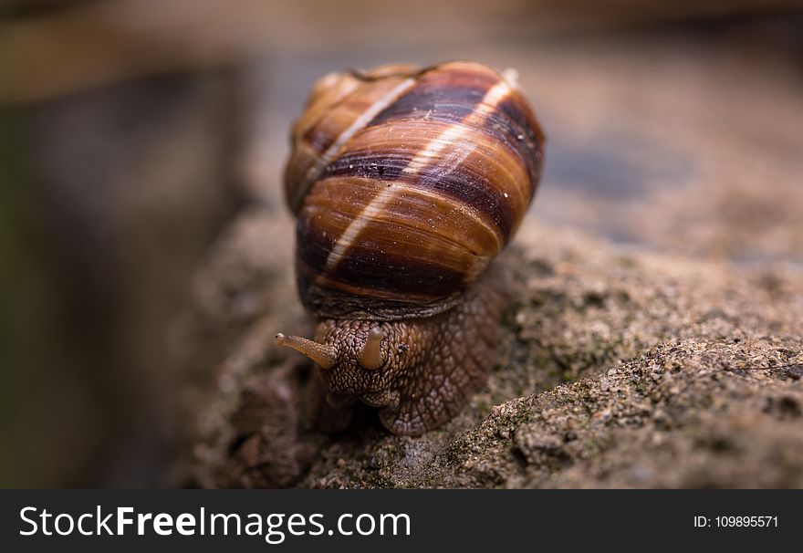 Depth of Field Photography Of Snail