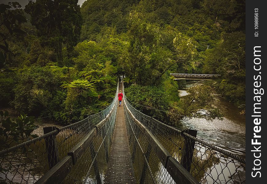 Bridge, Forest, Idyllic