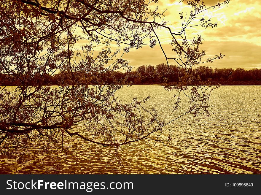 Branches, Clouds, Environment